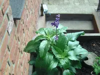 Blumen (4).webp