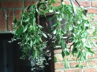 Blumen (5).webp