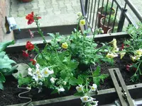 Elfenspiegel.webp