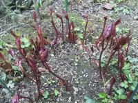 BILD4898.webp