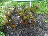 BILD4900.webp
