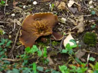 CIMG0369.webp