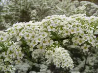 Brautspiere.webp