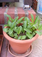 Knäuelglockenblume.webp