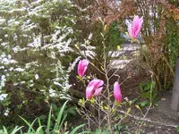 Magnolie 19.4.2016.webp