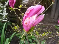 Magnolienblüte.webp