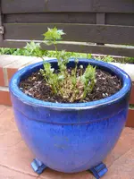 Wachsglocke.webp