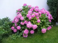 Hortensie.webp