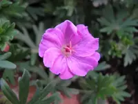 geranium 2016_.webp