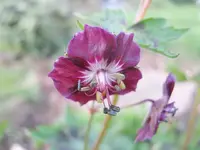 geranium 2016.webp