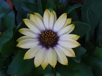100.webp