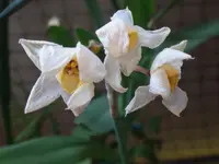 102.webp