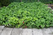 Erdbeerbeet 2.webp
