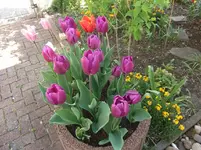 Tulpen aus 'Amsterdam' 2016.webp