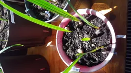 20160420_142131.webp