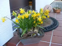 Gelbe Narzissen.webp
