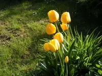 Gelbe Tulpen.webp