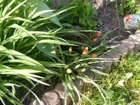 Wildtullpen.webp