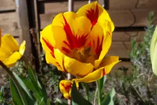 SAM_1033.webp