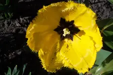 SAM_1037.webp