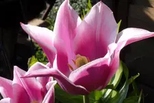 SAM_1038.webp