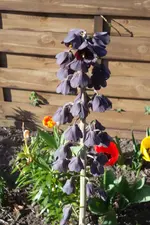 SAM_1039.webp