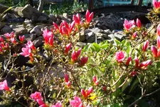 SAM_1043.webp