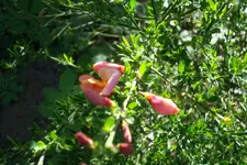 SAM_1044.webp