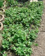Erdbeeren Mutterbeet.webp