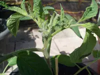 S7300127.webp