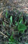 Hosta.jpg