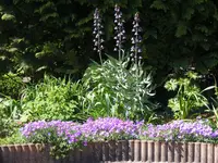 Poolbeet e.webp