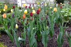 2016_04162april20160027.webp