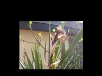 Gartenyucca+Feigenknospen 16.webp