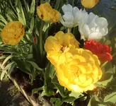 Tulpen 02.webp