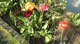 Tulpen 04.webp