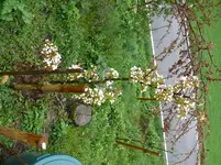 Nashi.webp