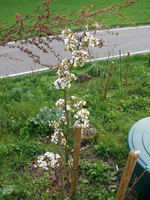 k-Nashi.webp