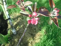 Apfel.webp
