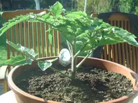 Pomodoro da Impalazza.webp