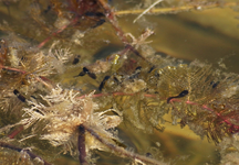erste Kaulquappen_new life_Frösche_800.webp