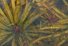 Krebsscheren_Kindel_new life_800.webp