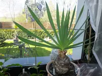 DSCF9208.webp