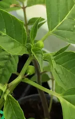 Tomatillos.webp
