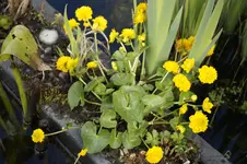 _DSC0267.webp