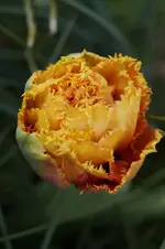 _DSC0258.webp