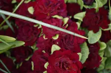_DSC0259.webp