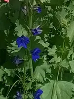 blaue Blume unbekannt.webp