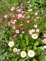 P1090251.webp