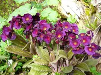 P1110540.webp